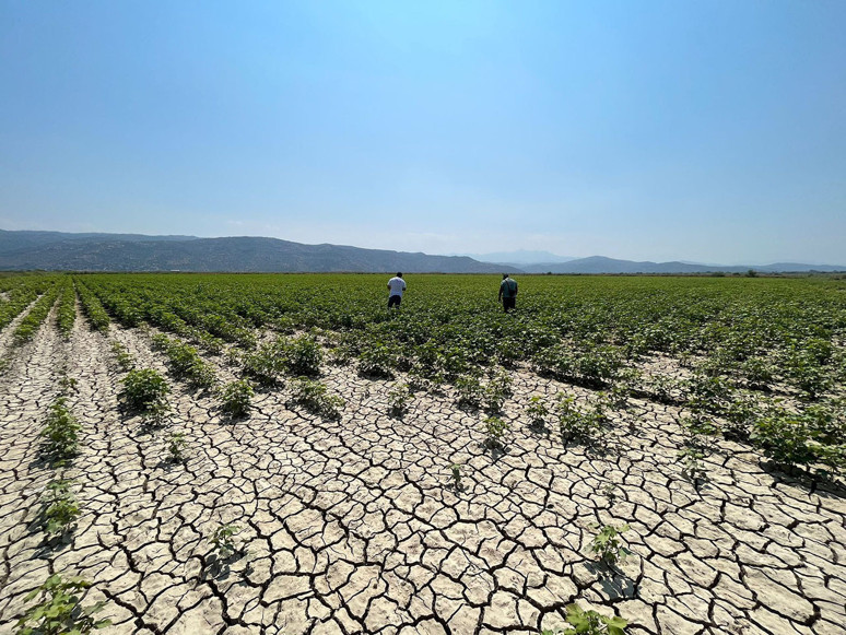 Şanlıurfa, Çukurova ve Söke’de pamuk üretimi krizde! Türkiye pamuktan vazgeçiyor ithalata devam - Resim : 5