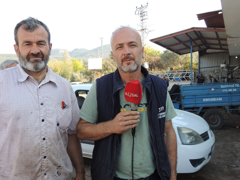 Yayladağ’da zeytini kuraklık vurdu - Resim : 1