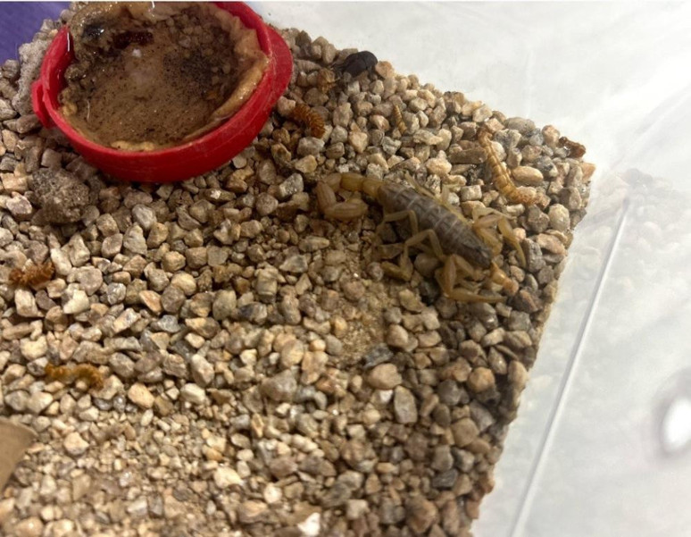 Türkiye'de daha önce hiç yapılmadı! Aydın'da ayda sadece 0,5 gram üretiliyor - Resim : 2