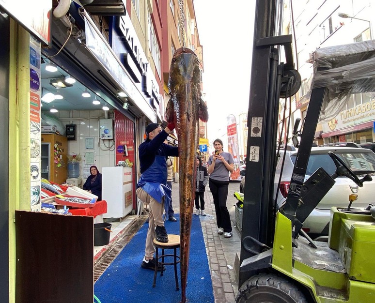Edirne'nin Meriç Nehri’nde yakalandı! 450 liradan satışa çıktı - Resim : 2