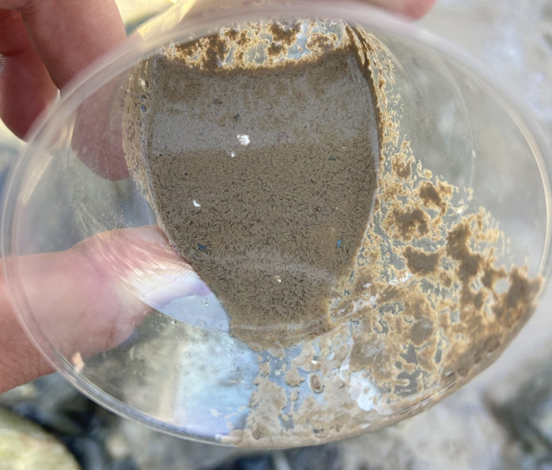 İskenderun'da endişelendiren görüntü! - Resim : 2