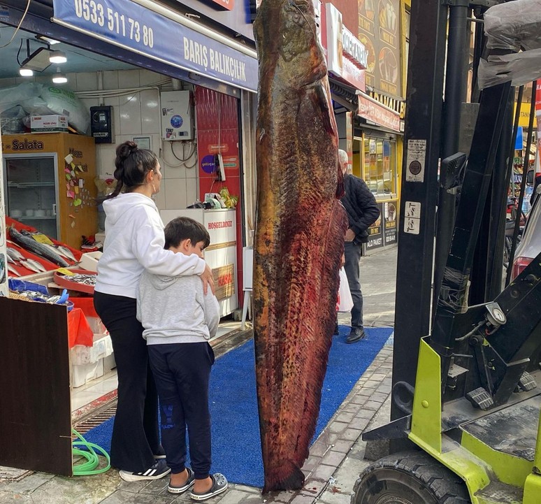 Edirne'nin Meriç Nehri’nde yakalandı! 450 liradan satışa çıktı - Resim : 1