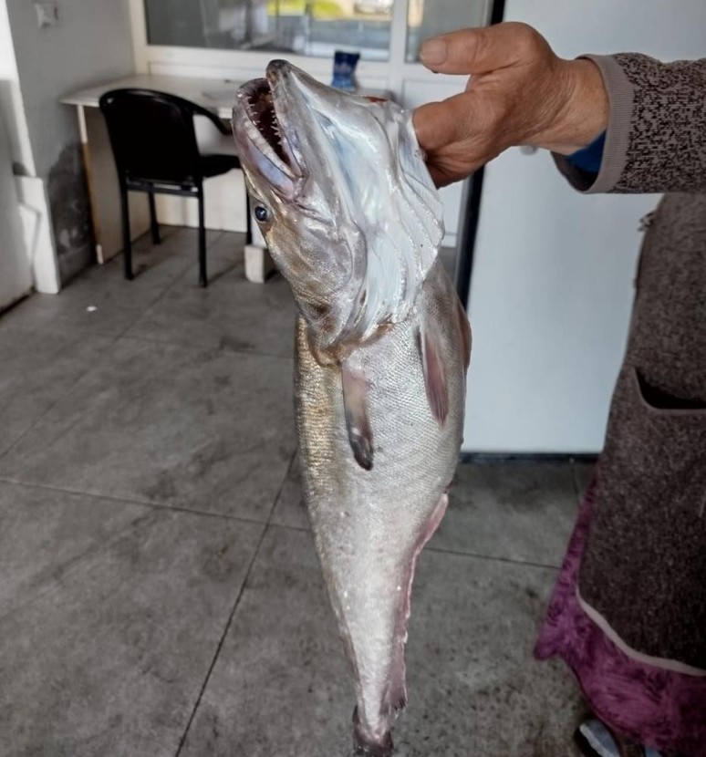 Ordu'nun Fatsa ilçesinde böylesi ilk defa görüldü! Tam 2,5 kilogramlık dev! - Resim : 1