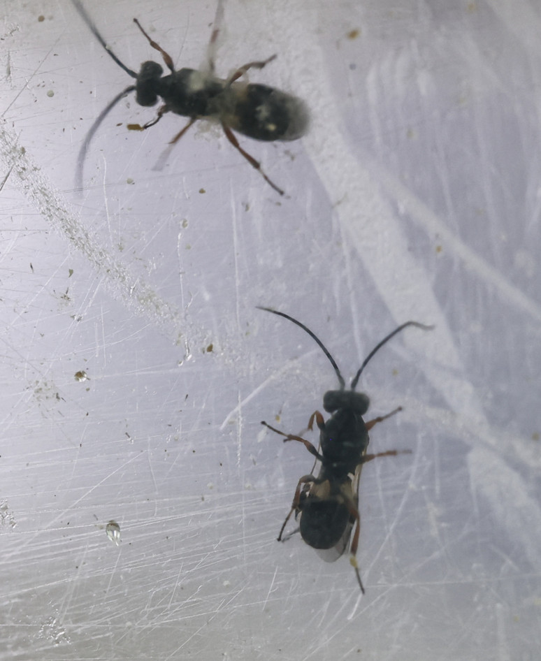 Tarım ilacının yerine iki alternatif yöntem: Biyolojik mücadele kültürel önlemler - Resim : 1