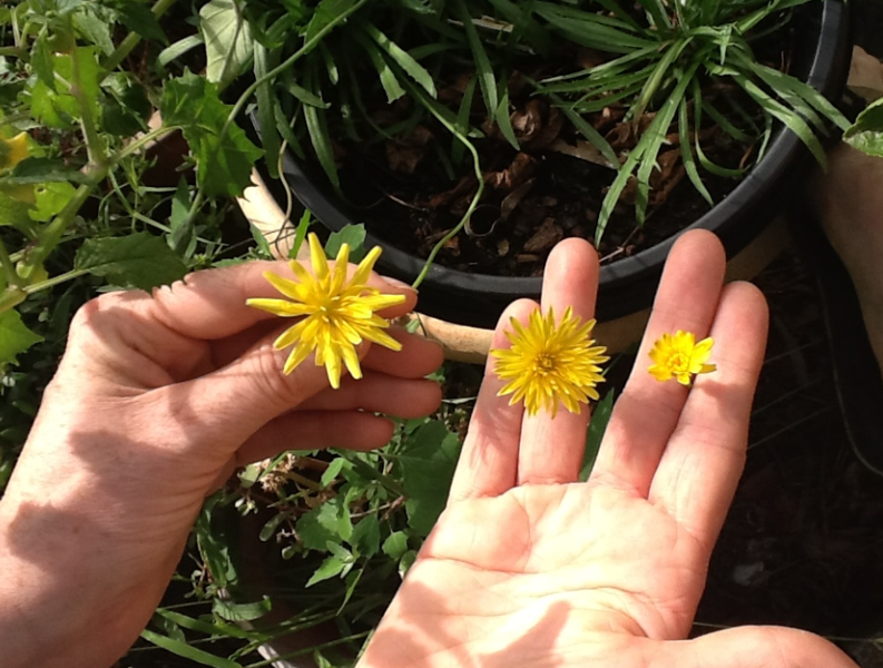 Yok olmanın eşiğindeler! İşte en nadir 10 yiyecek... - Resim: 1