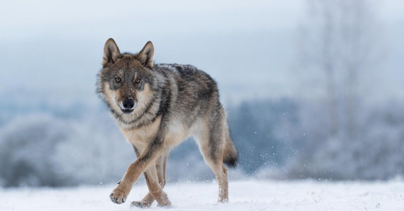 Kurtların en az bulunduğu 11 ülke! Listede Türkiye de var... - Resim: 1