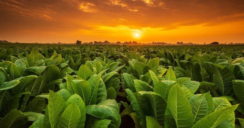 Tütünden en çok para kazanan ülkeler açıklandı: Türkiye kaçıncı sırada? - Resim: 1