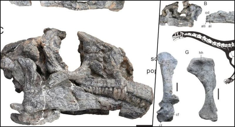 Çin'de keşfedildi! Bilim insanlarını heyecanlandırdı - Resim: 3