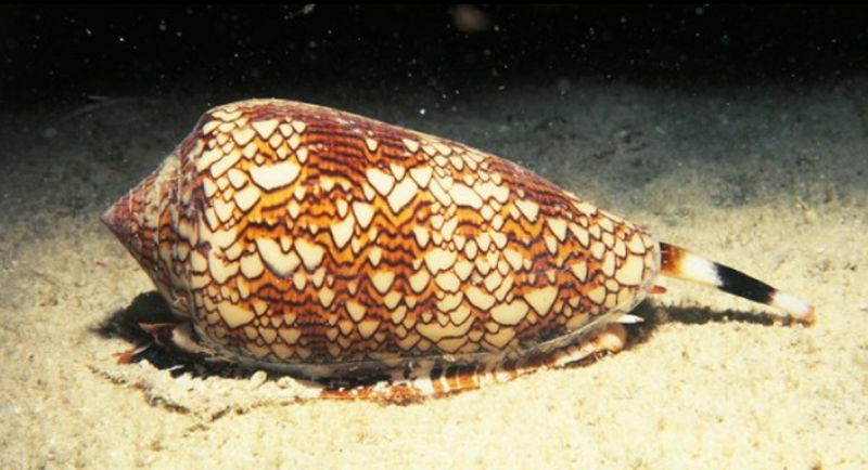 Dünyanın en zehirli hayvanları: İki dakika içinde öldürüyor - Resim: 8