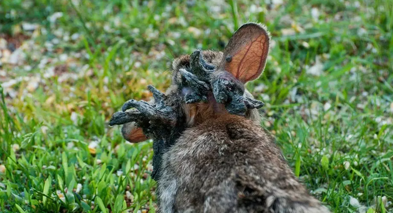 'Boynuzlu tavşan' virüsü paniği! - Resim: 3