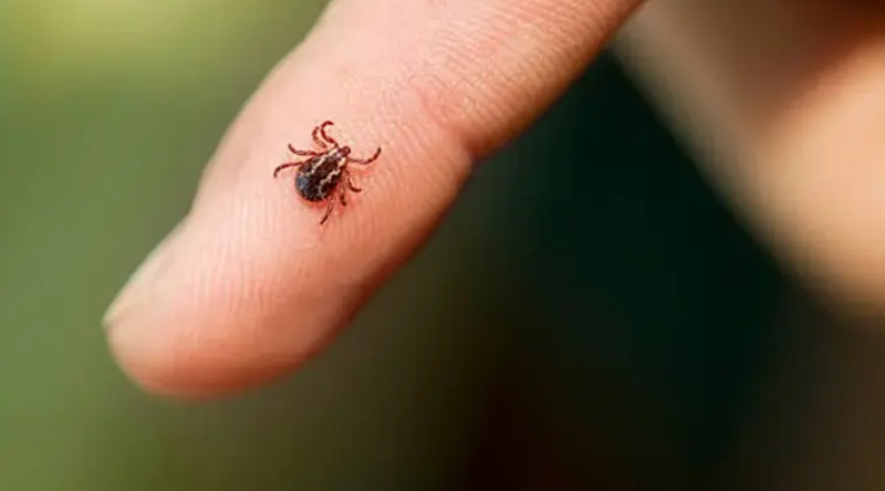 Bu formüllerle kene size yaklaşamaz! - Resim: 2