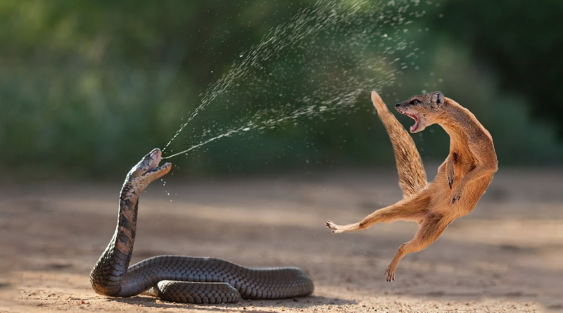 Dünyanın en zehirli hayvanları: İki dakika içinde öldürüyor - Resim: 2