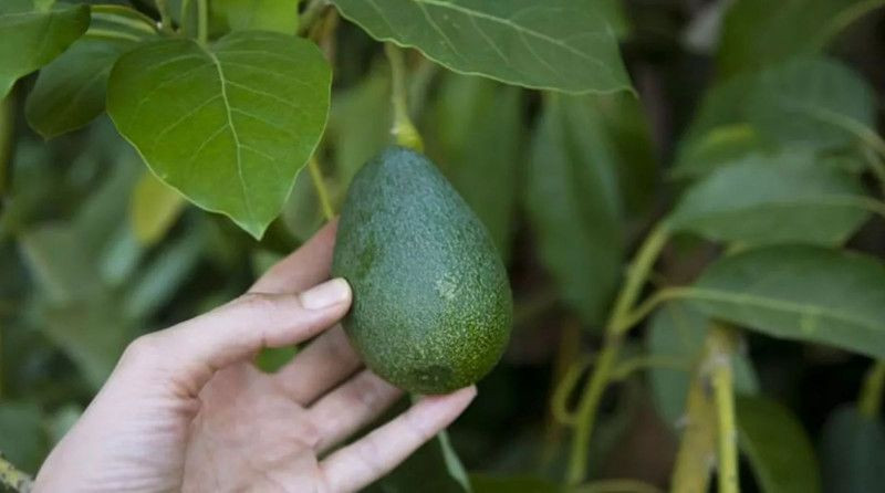 O meyve Osmanlı'da yasaklanmıştı! İşte sebebi - Resim: 6