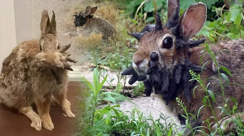 'Boynuzlu tavşan' virüsü paniği! - Resim: 5