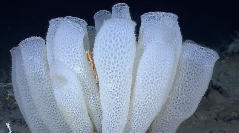 500 yıl yaşayan var: İşte, dünyanın en uzun süre yaşayan 10 hayvanı! - Resim: 8