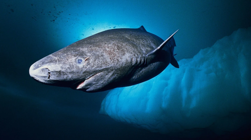 500 yıl yaşayan var: İşte, dünyanın en uzun süre yaşayan 10 hayvanı! - Resim: 4