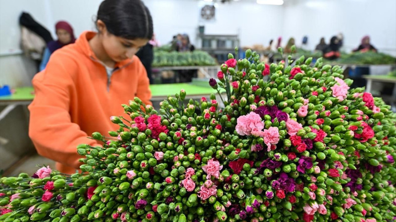 Türkiye'den 141 milyon dolarlık çiçek ihracatı - Resim: 10