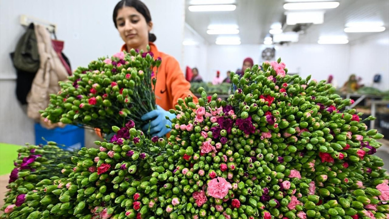 Türkiye'den 141 milyon dolarlık çiçek ihracatı - Resim: 8