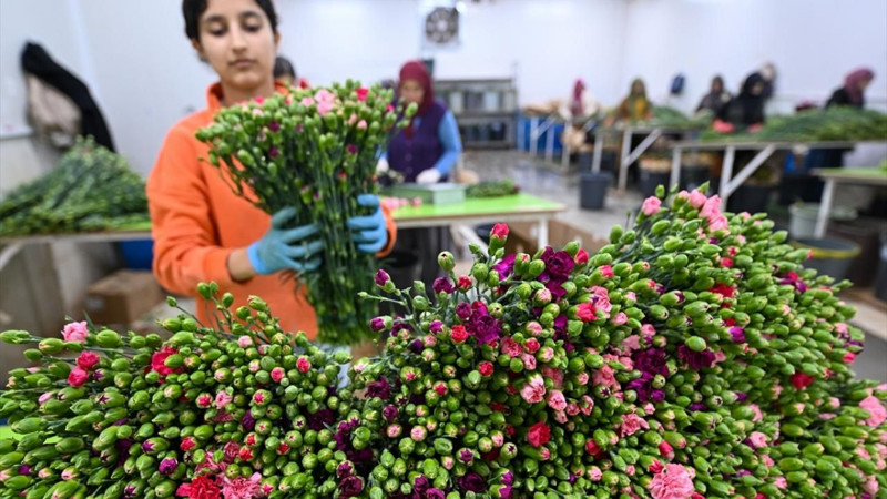 Türkiye'den 141 milyon dolarlık çiçek ihracatı - Resim: 9