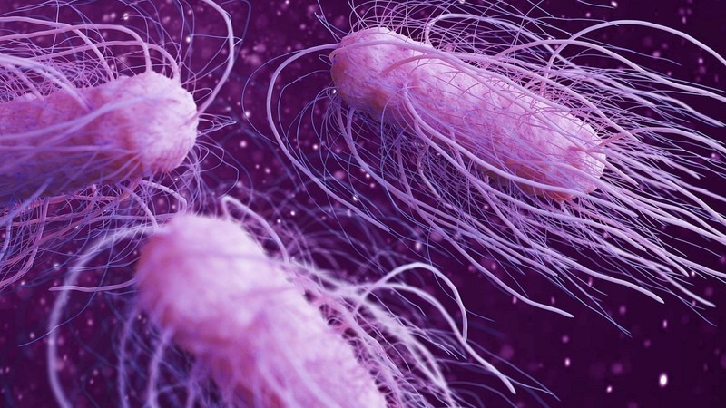 Uzmanlar ölümcül Salmonella bakterisine karşı uyardı: 48 saate kadar insan vücudunda üreme yapabiliyor - Resim: 4