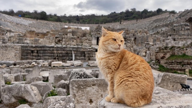 Efes, 2024'te ziyaretçi rekoru kırdı - Resim: 5