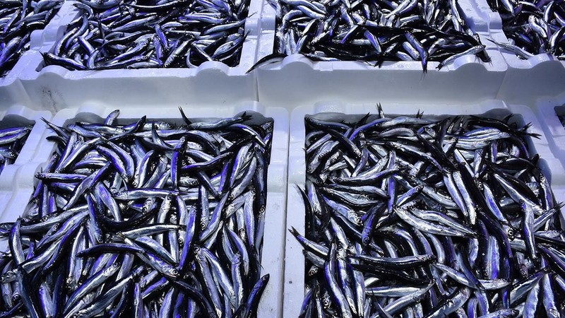 Samsun'da hamsi kaç lira oldu? İşte hamsinin kilogram fiyatı - Resim: 1