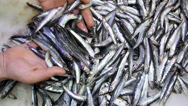 Samsun'da hamsi kaç lira oldu? İşte hamsinin kilogram fiyatı - Resim: 3