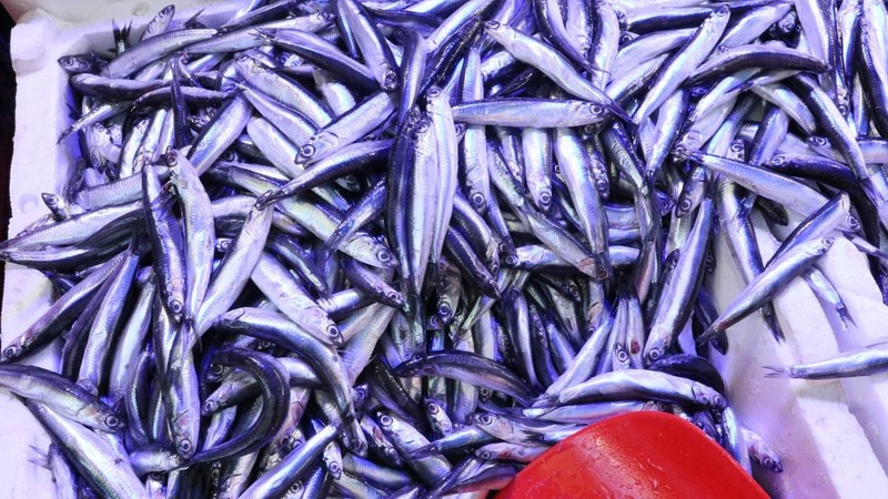 Samsun'da hamsi kaç lira oldu? İşte hamsinin kilogram fiyatı - Resim: 5