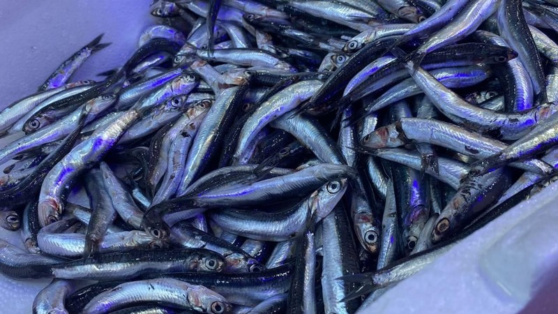 Samsun'da hamsi kaç lira oldu? İşte hamsinin kilogram fiyatı - Resim: 7
