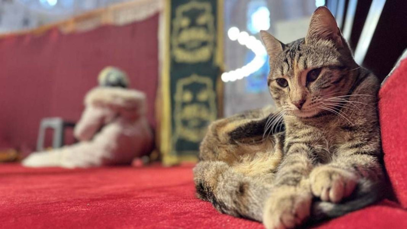 İstanbul'un kedileri gündem oldu! Merhameti ve sevgiyi taşıyorlar - Resim: 1