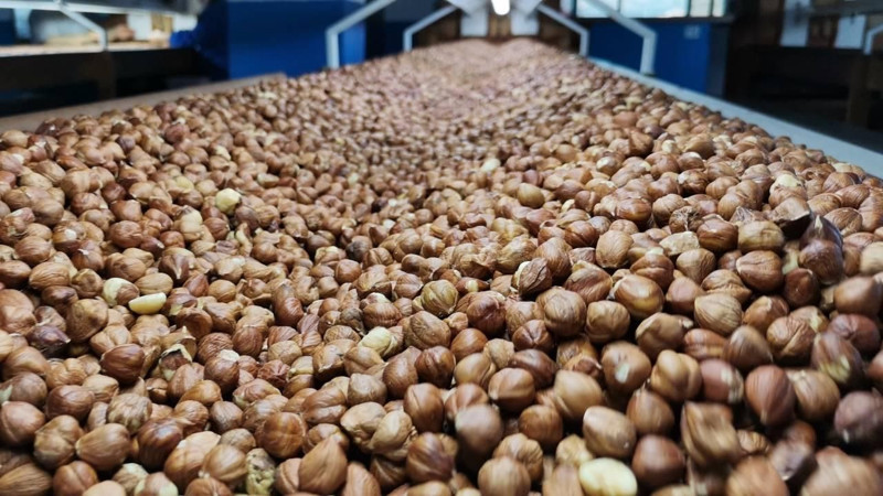 Giresun fındığı ne kadar oldu? İşte yeni fındık fiyatları - Resim: 4