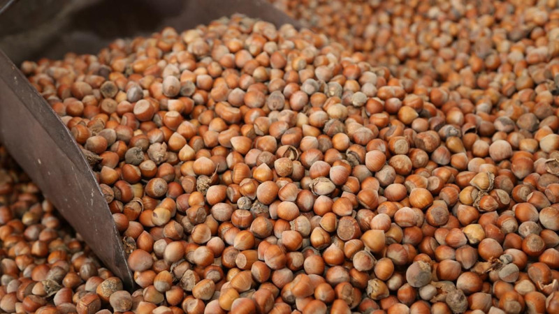 Giresun fındığı ne kadar oldu? İşte yeni fındık fiyatları - Resim: 5