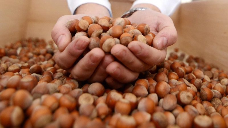 Giresun fındığı ne kadar oldu? İşte yeni fındık fiyatları - Resim: 6