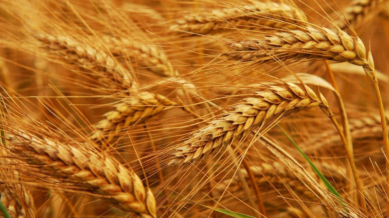 En fazla buğday tüketen 10 ülke listelendi! Bakın Türkiye kaçıncı sırada... - Resim: 9