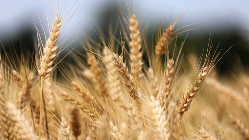 En fazla buğday tüketen 10 ülke listelendi! Bakın Türkiye kaçıncı sırada... - Resim: 14