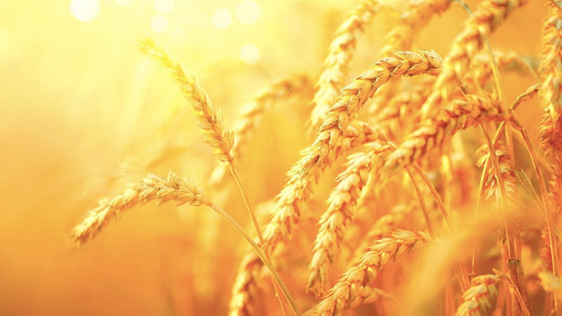 En fazla buğday tüketen 10 ülke listelendi! Bakın Türkiye kaçıncı sırada... - Resim: 8