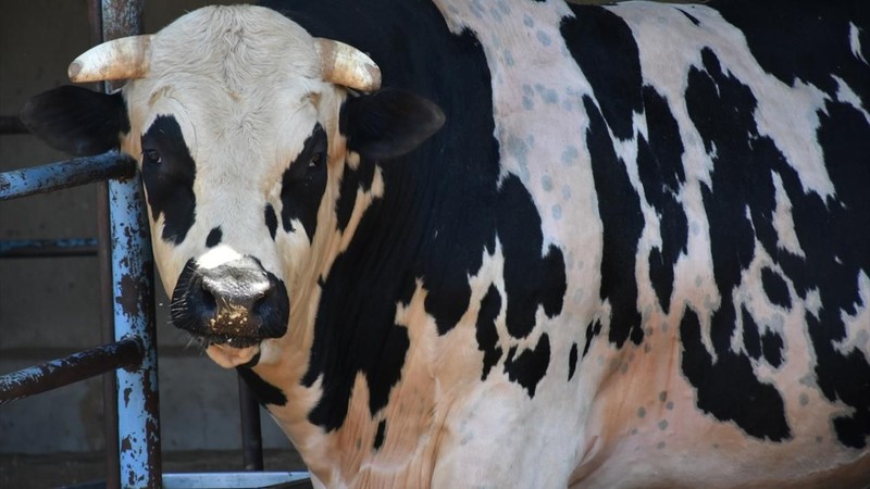 Kurbanlık hisse fiyatları belli oldu! Kesim fiyatı da belirlendi - Resim: 15