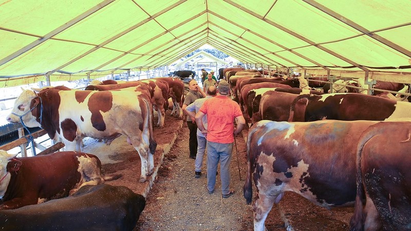 Kurbanlık hisse fiyatları belli oldu! Kesim fiyatı da belirlendi - Resim: 13