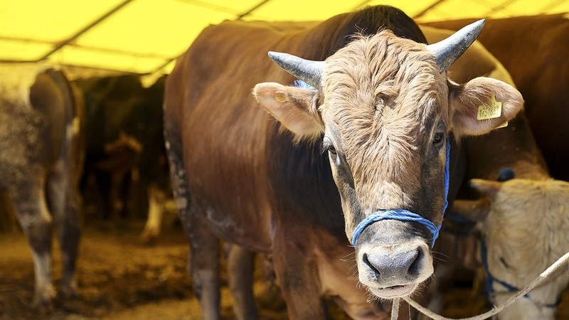 Kurbanlık hisse fiyatları belli oldu! Kesim fiyatı da belirlendi - Resim: 6