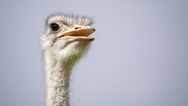 O şehirde deve kuşu yetiştiriciliği ilgi görüyor! - Resim: 12