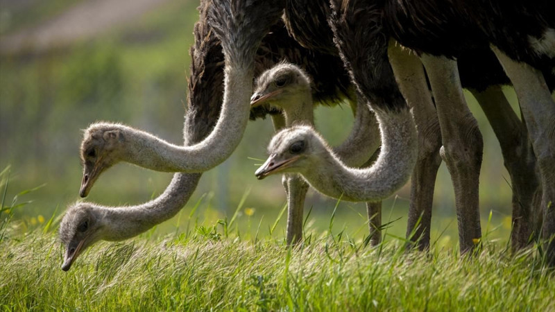 O şehirde deve kuşu yetiştiriciliği ilgi görüyor! - Resim: 13