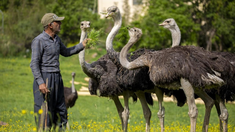 O şehirde deve kuşu yetiştiriciliği ilgi görüyor! - Resim: 11