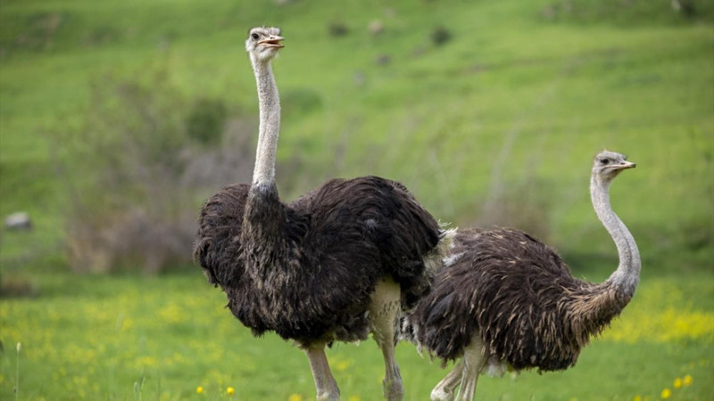 O şehirde deve kuşu yetiştiriciliği ilgi görüyor! - Resim: 9