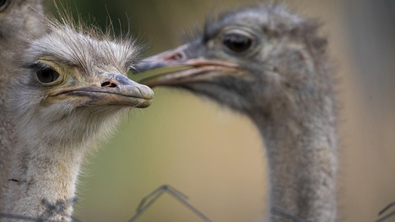 O şehirde deve kuşu yetiştiriciliği ilgi görüyor! - Resim: 8