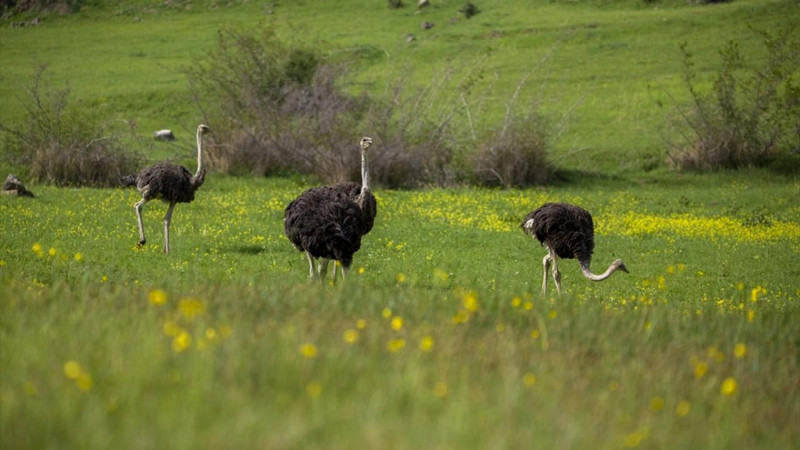 O şehirde deve kuşu yetiştiriciliği ilgi görüyor! - Resim: 7