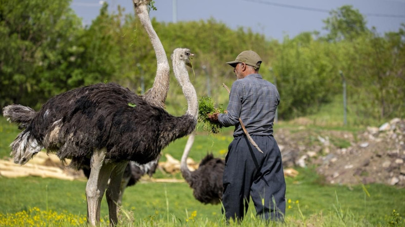 O şehirde deve kuşu yetiştiriciliği ilgi görüyor! - Resim: 5