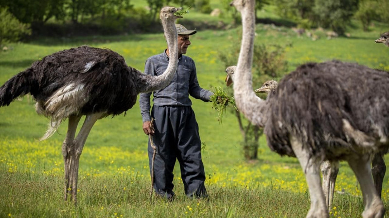 O şehirde deve kuşu yetiştiriciliği ilgi görüyor! - Resim: 4