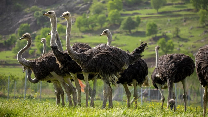 O şehirde deve kuşu yetiştiriciliği ilgi görüyor! - Resim: 1