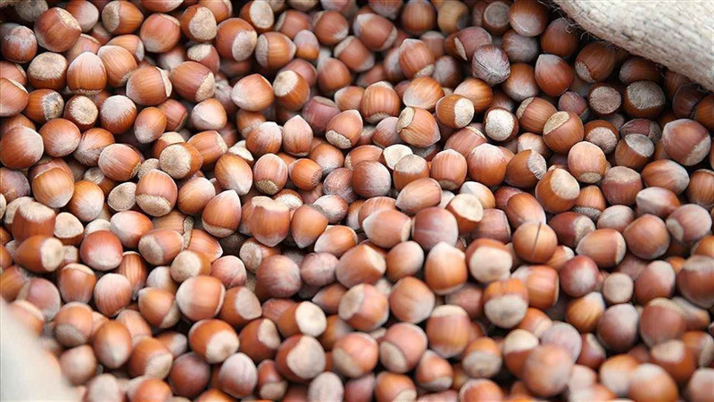 Dünya fındık üretim beklentileri açıklandı! Türkiye beklentileri moral bozdu - Resim: 3