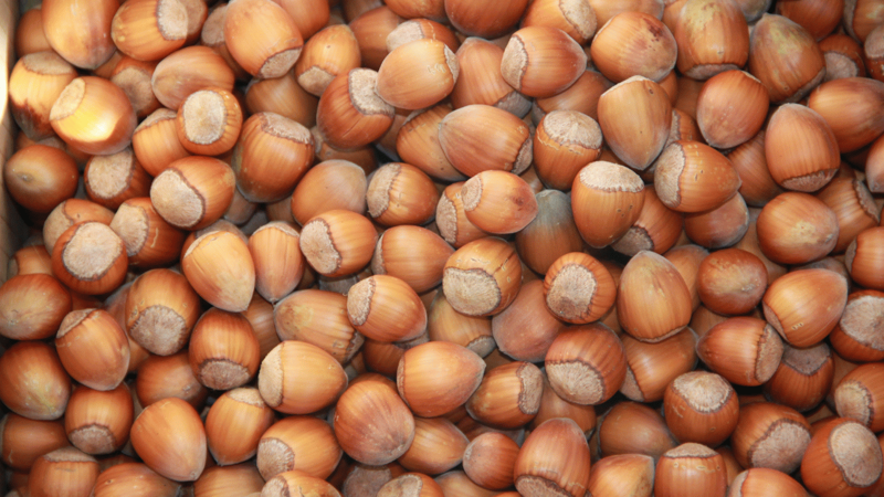 Dünya fındık üretim beklentileri açıklandı! Türkiye beklentileri moral bozdu - Resim: 5
